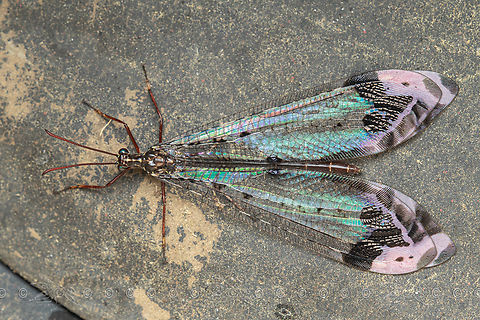 Glenurus gratus Pleasing Picture-winged Antlion Glenurus gratus,Picture-winged Antlion,Pleasing Picture-winged Antlion