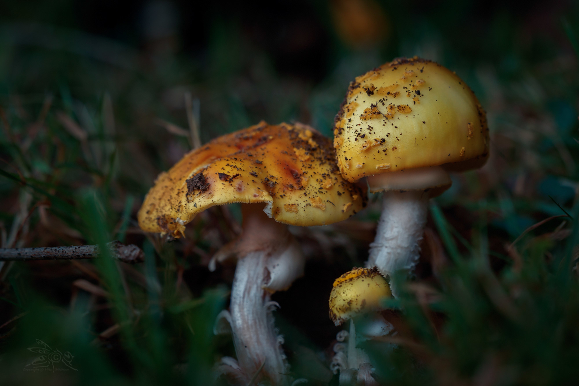 Amanita flavorubens Yellow American Blusher Amanita flavorubens,Yellow American Blusher