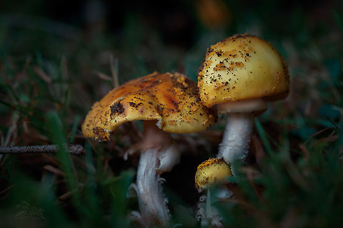 Amanita flavorubens Yellow American Blusher Amanita flavorubens,Yellow American Blusher