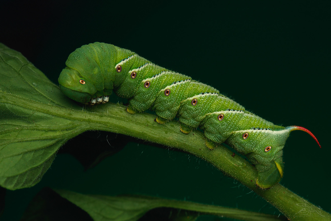 Manduca sexta Carolina Sphinx Moth<br />
<figure class="photo"><a href="https://www.jungledragon.com/image/150857/manduca_sexta.html" title="Manduca sexta"><img src="https://s3.amazonaws.com/media.jungledragon.com/images/4526/150857_thumb.jpg?AWSAccessKeyId=05GMT0V3GWVNE7GGM1R2&Expires=1759968010&Signature=LbD%2B20UBJWRM7dktFxL7FN07%2Buk%3D" width="200" height="134" alt="Manduca sexta Carolina Sphinx moth<br />
https://www.jungledragon.com/image/150856/manduca_sexta.html Carolina Sphinx moth,Goliath worm,Manduca sexta" /></a></figure> Carolina Sphinx moth,Goliath worm,Manduca sexta