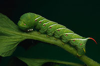 Manduca sexta Carolina Sphinx Moth<br />
https://www.jungledragon.com/image/150857/manduca_sexta.html Carolina Sphinx moth,Goliath worm,Manduca sexta