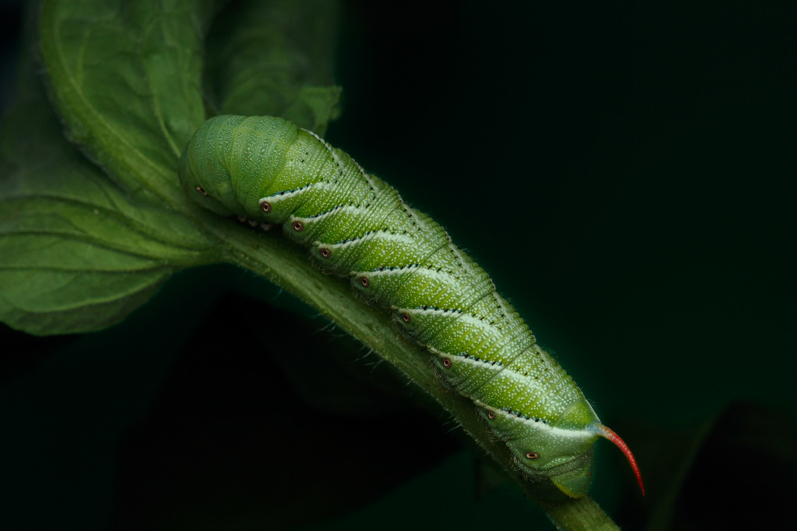 Manduca sexta Carolina Sphinx moth<br />
<figure class="photo"><a href="https://www.jungledragon.com/image/150856/manduca_sexta.html" title="Manduca sexta"><img src="https://s3.amazonaws.com/media.jungledragon.com/images/4526/150856_thumb.jpg?AWSAccessKeyId=05GMT0V3GWVNE7GGM1R2&Expires=1759968010&Signature=xX19Bmdm3VEexC0xYPl8uA9UPaw%3D" width="200" height="134" alt="Manduca sexta Carolina Sphinx Moth<br />
https://www.jungledragon.com/image/150857/manduca_sexta.html Carolina Sphinx moth,Goliath worm,Manduca sexta" /></a></figure> Carolina Sphinx moth,Goliath worm,Manduca sexta