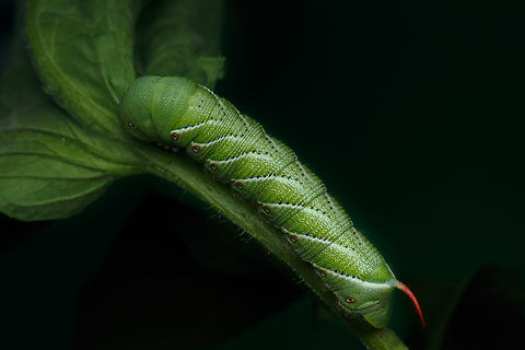 Manduca sexta Carolina Sphinx moth
https://www.jungledragon.com/image/150856/manduca_sexta.html Carolina Sphinx moth,Goliath worm,Manduca sexta