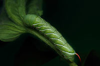 Manduca sexta Carolina Sphinx moth<br />
https://www.jungledragon.com/image/150856/manduca_sexta.html Carolina Sphinx moth,Goliath worm,Manduca sexta