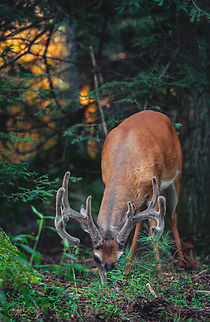 Odocoileus virginianus White-tailed deer Odocoileus virginianus,White-tailed deer