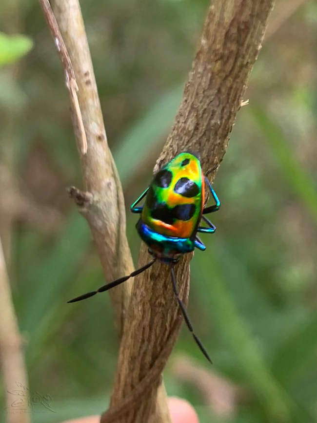 Chrysocoris fascialis Chrysocoris fascialis is a species of jewel bugs<br />
 Chrysocoris fascialis,Geotagged,Jewel Bug,Philippines
