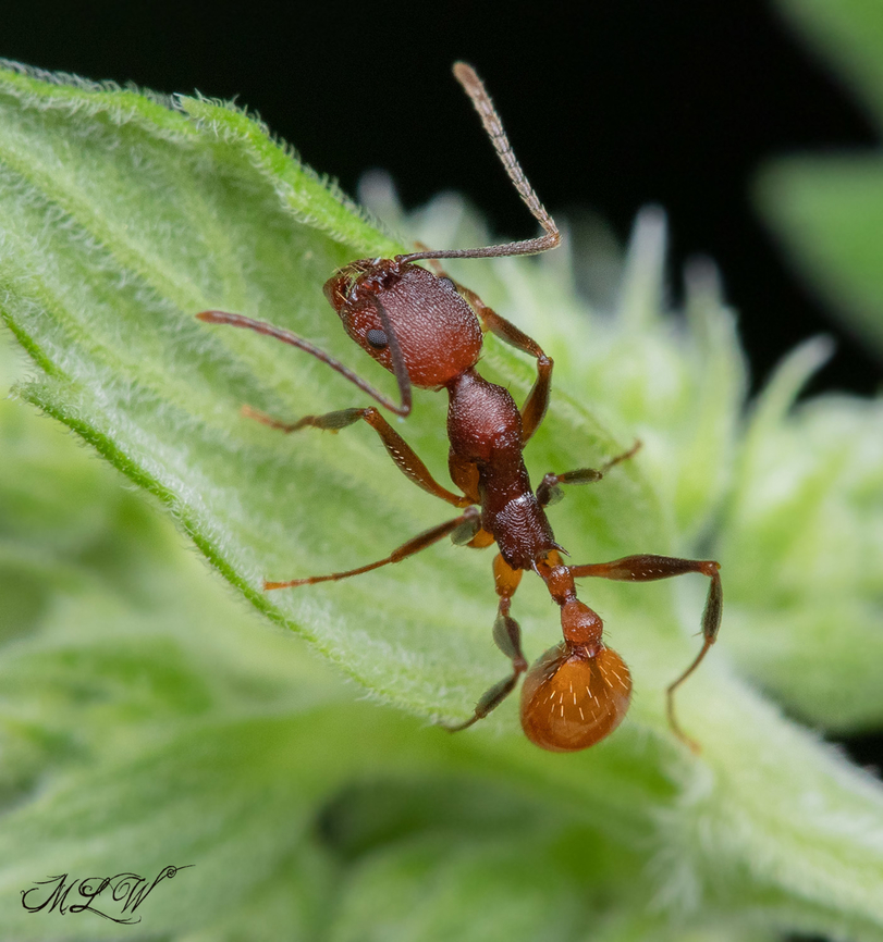 Aphaenogaster lamellidens Notched Collared Ant Aphaenogaster lamellidens,Notched Collared Ant