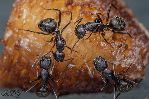 Camponotus pennsylvanicus Black carpenter ant Black carpenter ant,Camponotus pennsylvanicus