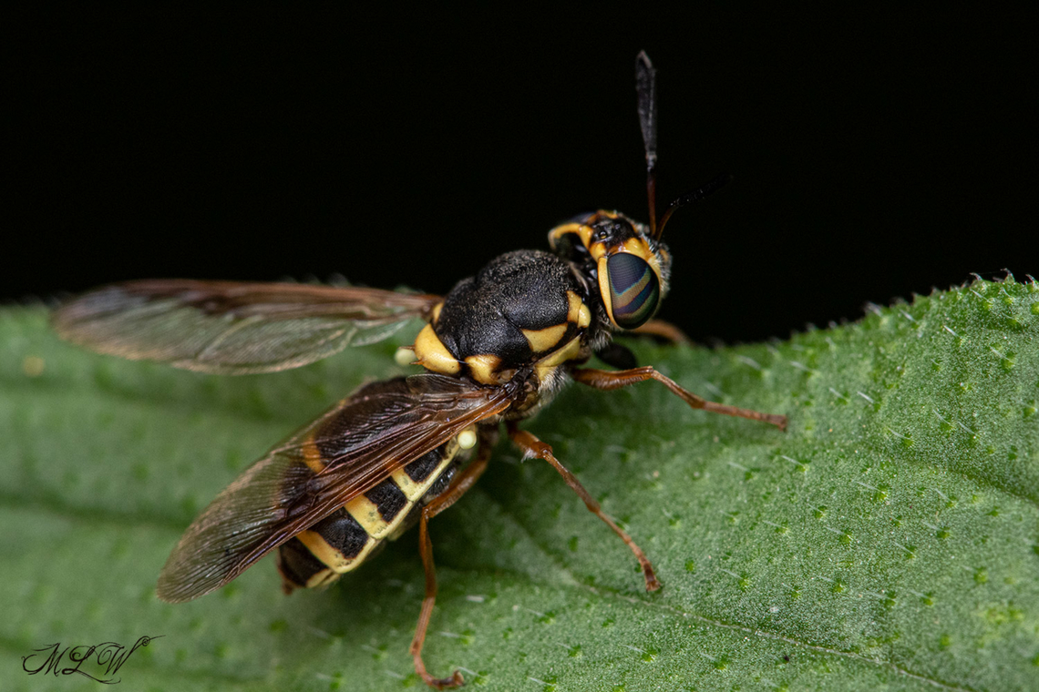Hoplitimyia constans Female Hoplitimyia constans