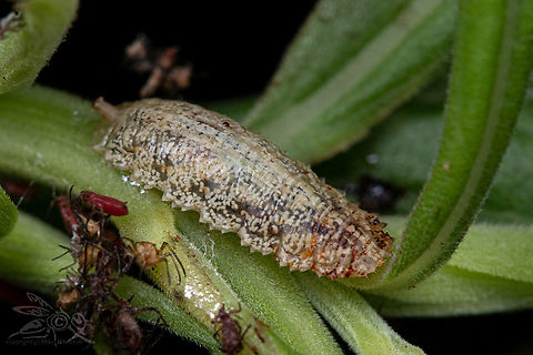 Epistrophella emarginata Slender Smoothtail hoverfly larva Epistrophella emarginata,Slender Smoothtail hoverfly,larva