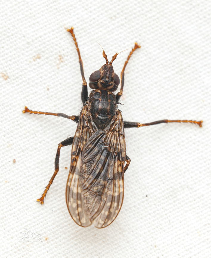 Sphecomyiella valida GBIF states that Sphecomyiella valida is a &quot;synonym&quot; of Pyrgota (Sphecomyiella) valida (Harris, 1835) -(<a href="https://www.gbif.org/species/4295330)" rel="nofollow">https://www.gbif.org/species/4295330)</a><br />
&quot;The Pyrgotidae are specialized for internal parasitism in the larval stages on adult scarabaeid beetles. The parasitic habit of some species may have a pronounced effect on controlling populations of pest scarabaeids. Most species of Pyrgotidae fly at night when their hosts are flying. The female deposits her eggs into the abdomen of the beetle while both are in flight.&quot; (1)<br />
<br />
(1) Kondratieff, B.C. and S.J. Fitzgerald. (1993). A new species of Sphecomyiella (Diptera: Pyrgotidae) from North America. Proceedings of the Entomological Society of Washington 95: 554-557 (Biostor) Pyrgota valida,Sphecomyiella valida