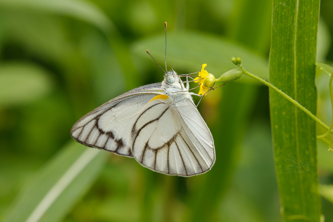 Appias libythea Striped albatross - Appias libythea<br />
 Appias libythea,Butterfly,Fall,Geotagged,Lepidoptera,Philippines,Striped albatross