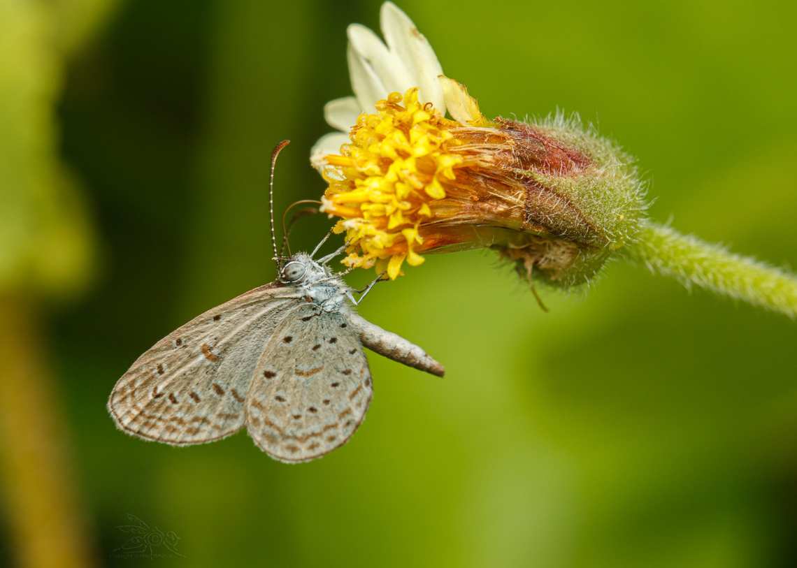 Zizula hylax Tiny Grass Blue - Zizula hylax Fall,Geotagged,Philippines,Tiny Grass Blue,Zizula hylax,butterfly,lepidoptera