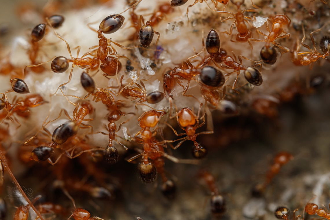 Trichomyrmex destructor Trichomyrmex destructor - Singapore Ant<br />
 Geotagged,Myrmicinae,Philippines,Summer,Trichomyrmex destructor,ant