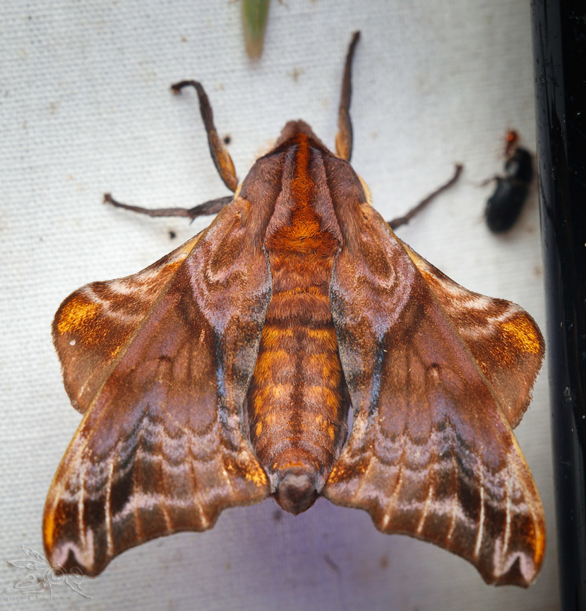 Paonias myops Small-eyed Sphinx Paonias myops,Small-Eyed Sphinx,Small-eyed Sphinx,lepidoptera,moth
