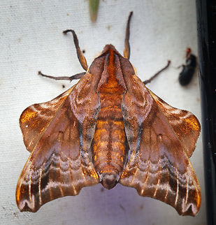 Paonias myops Small-eyed Sphinx Paonias myops,Small-Eyed Sphinx,Small-eyed Sphinx,lepidoptera,moth