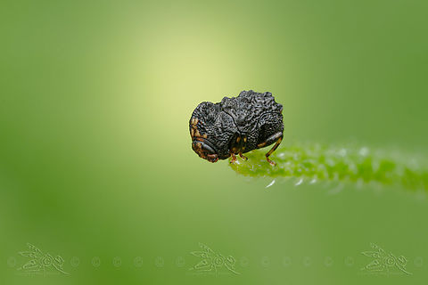Exema dispar Exema dispar - Length 2.0- 2.5mm, 
Photo date 05/13/2024 Chrysomelidae,Exema dispar,Warty leaf beetle