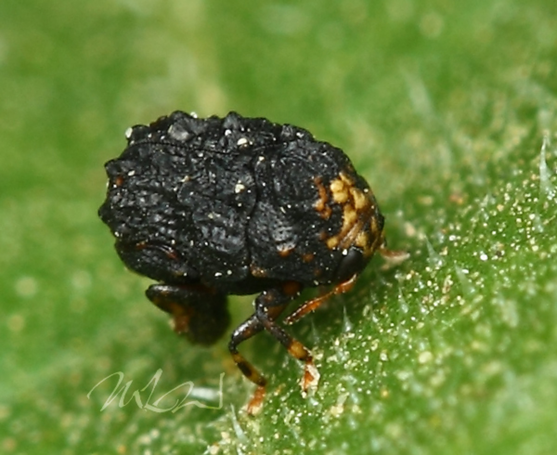 Exema dispar Exema dispar - Lenngth 2.0-2.5mm<br />
Photo date 05_29_12 Chrysomelidae,Exema dispar,warty leaf beetle