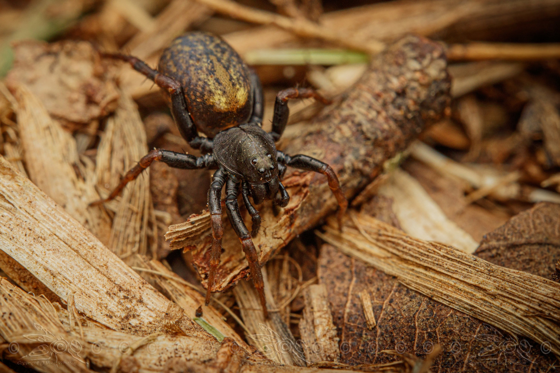 Allocosa funerea Allocosa funerea - 4 - 5mm overall Length<br />
 Allocosa funerea,Spider