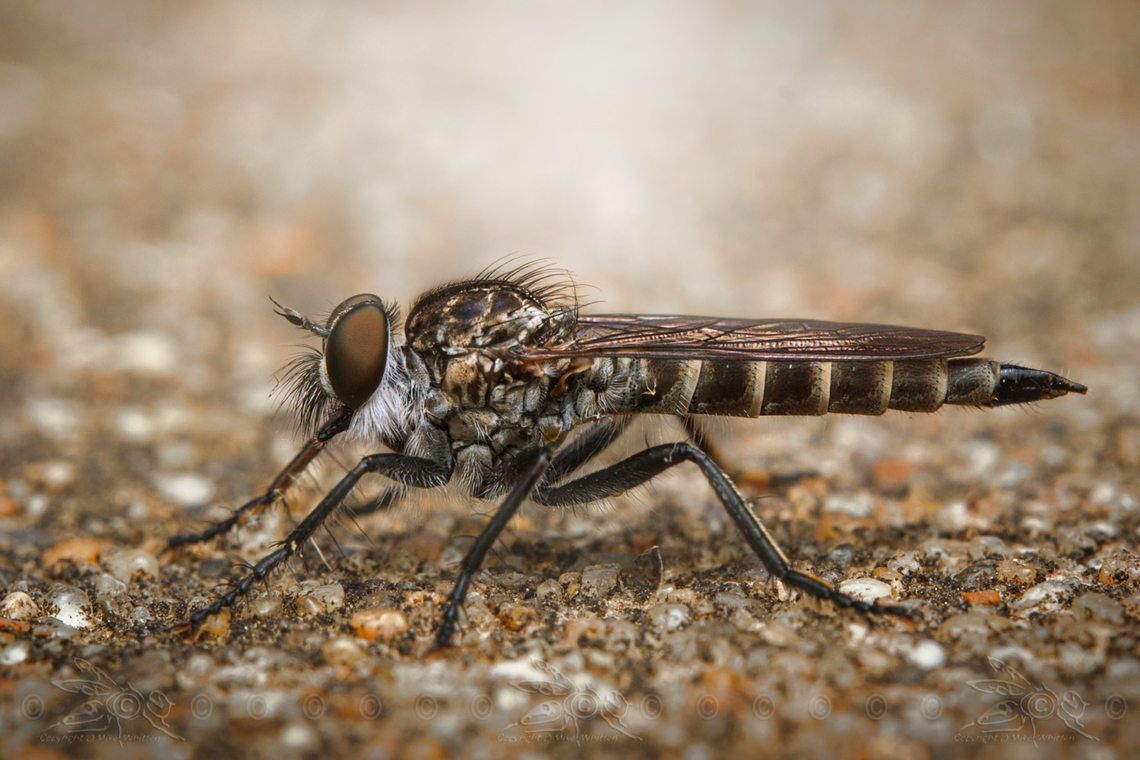 Genus Machimus Genus Machimus Machimus,Machimus maneei,Robber Fly