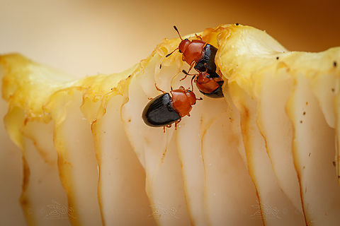 Fungus Beetles (Superfamily Cucujoidea)  Fungus Beetles (Superfamily Cucujoidea)
 Fungus Beetles,Superfamily Cucujoidea