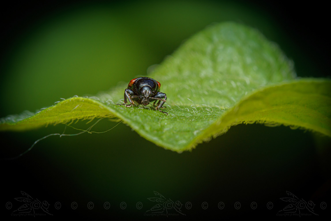Oak Leafrolling Weevil (Synolabus bipustulatus)  Oak Leafrolling Weevil (Synolabus bipustulatus)  Oak Leafrolling Weevil,Synolabus bipustulatus