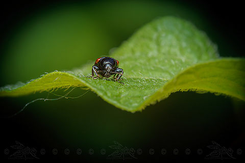 Oak Leafrolling Weevil (Synolabus bipustulatus)  Oak Leafrolling Weevil (Synolabus bipustulatus)  Oak Leafrolling Weevil,Synolabus bipustulatus