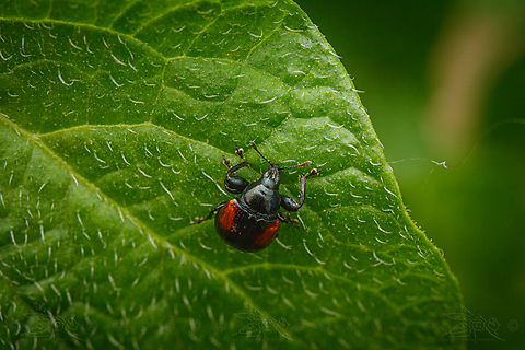 Oak Leafrolling Weevil (Synolabus bipustulatus)  Oak Leafrolling Weevil (Synolabus bipustulatus)  Oak Leafrolling Weevil,Synolabus bipustulatus