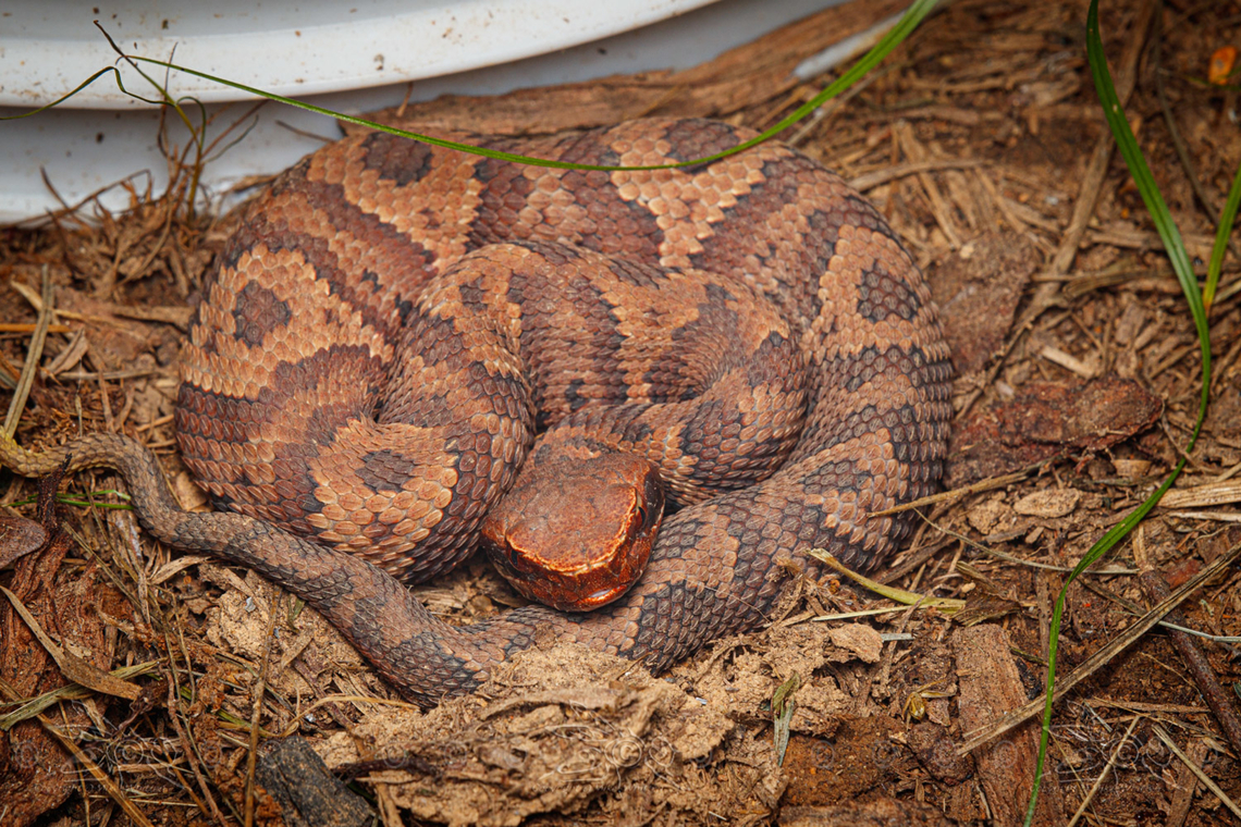 Agkistrodon piscivorus Northern Cottonmouth - Agkistrodon piscivorus (juvenile) Agkistrodon piscivorus,Cottonmouth