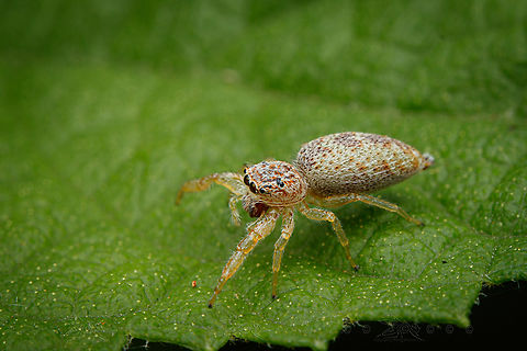 Hentzia mitrata White-jawed Jumping Spider 
https://www.jungledragon.com/image/160631/img_2205_052024_t7i_akdiff1_laowa.html Hentzia mitrata,White-jawed Jumping Spider