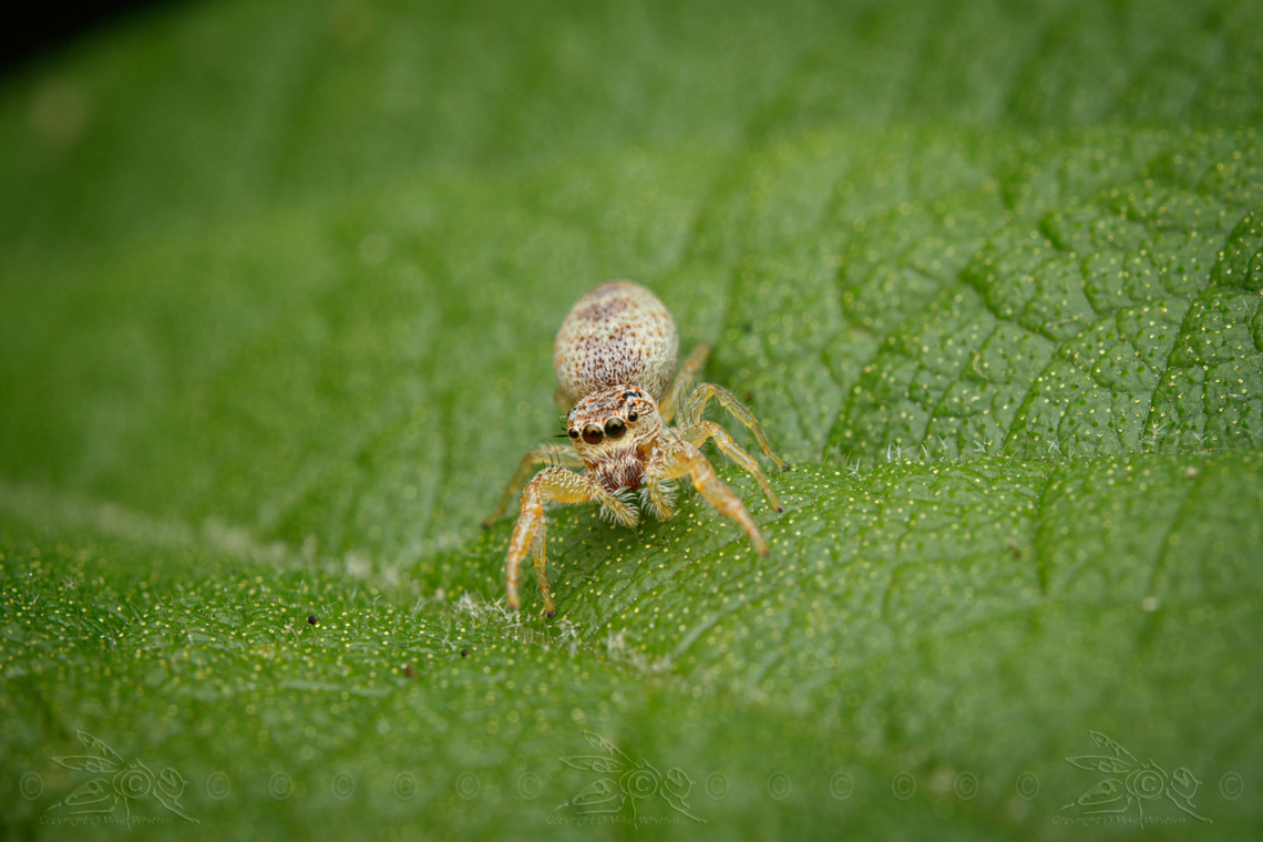 Hentzia mitrata White-jawed Jumping Spider  Hentzia mitrata,White-jawed Jumping Spider