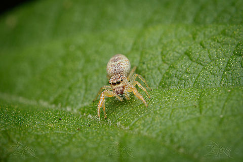 White-jawed Jumping Spider