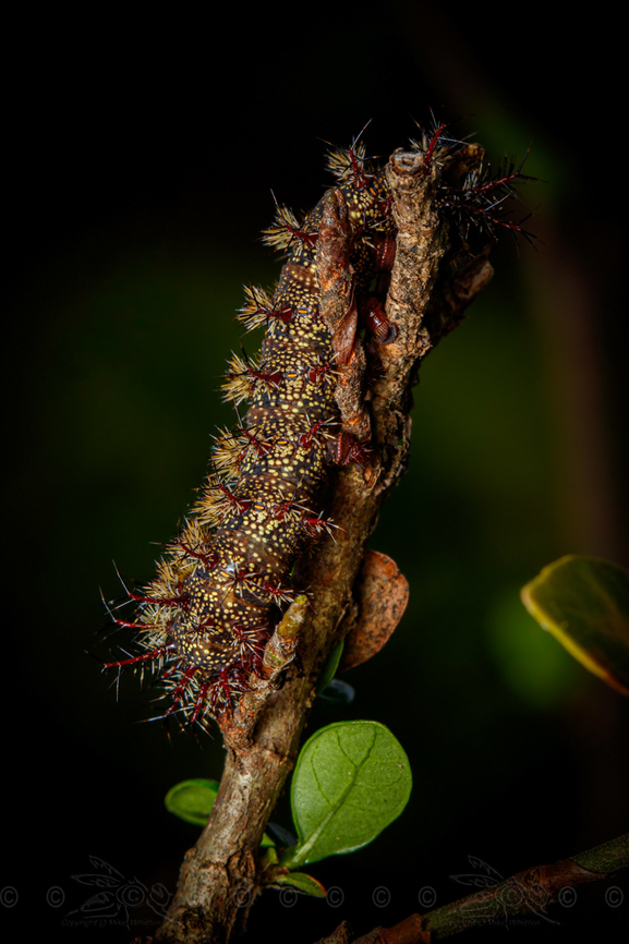 Hemileuca maia Buck Moth caterpillar Buck Moth,Buck moth,Caterpillar,Hemileuca maia