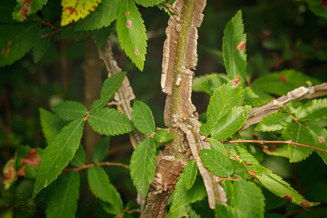 Ulmus alata Winged Elm (Ulmus alata)<br />
 Tree,Ulmus alata,Winged elm