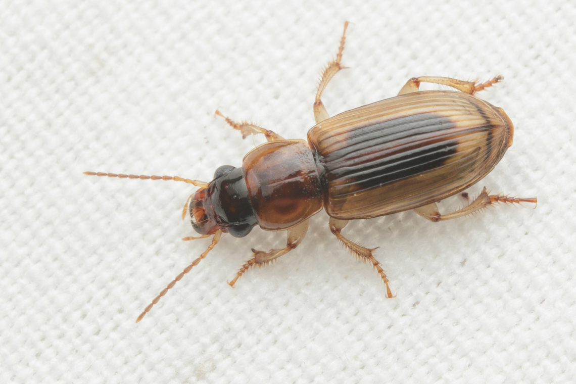 Stenolophus lecontei LeConte&#039;s Seedcorn Beetle  LeConte's Seedcorn Beetle,Stenolophus lecontei