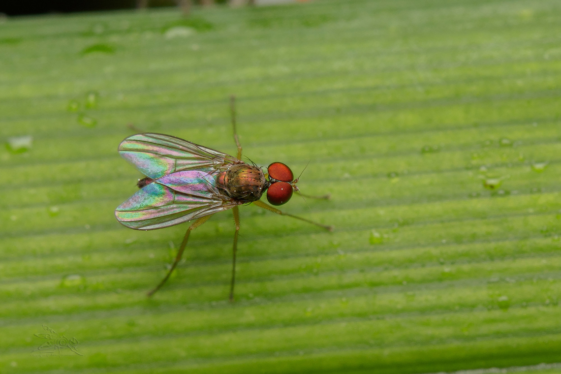 Chrysotus mundus Longlegged Flies Chrysotus mundus,Longlegged Flies,USA