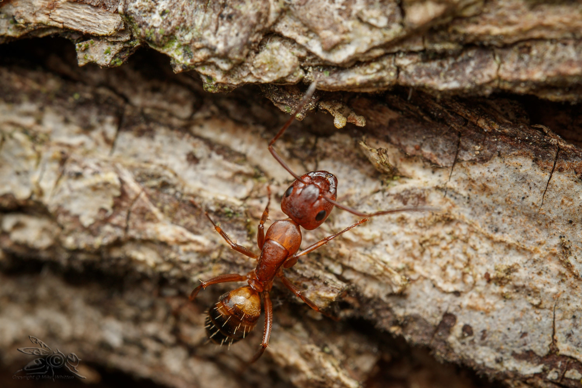 Camponotus snellingi Snelling's Carpenter Ant Camponotus snellingi,Snelling's Carpenter Ant