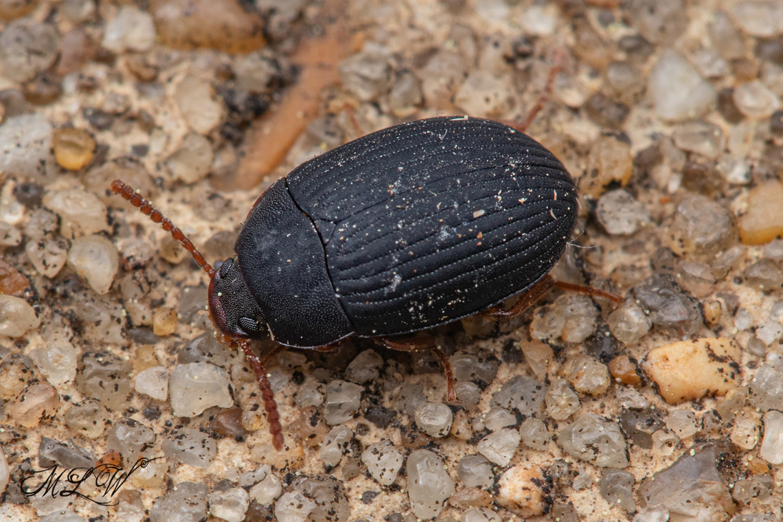 Platydema ruficornis Red-horned Darkling Beetle Platydema ruficornis,Red-horned Darkling Beetle,United States