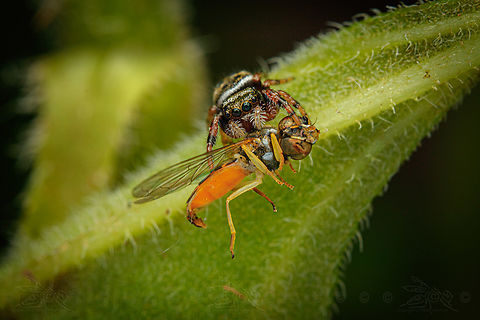Phidippus clarus w/prey Brilliant Jumping Spider - Phidippus clarus with prey (hoverfly)

https://www.jungledragon.com/image/160655/phidippus_clarus_wprey.html Brilliant Jumping Spider,Phidippus clarus,United States,hoverfly,prey
