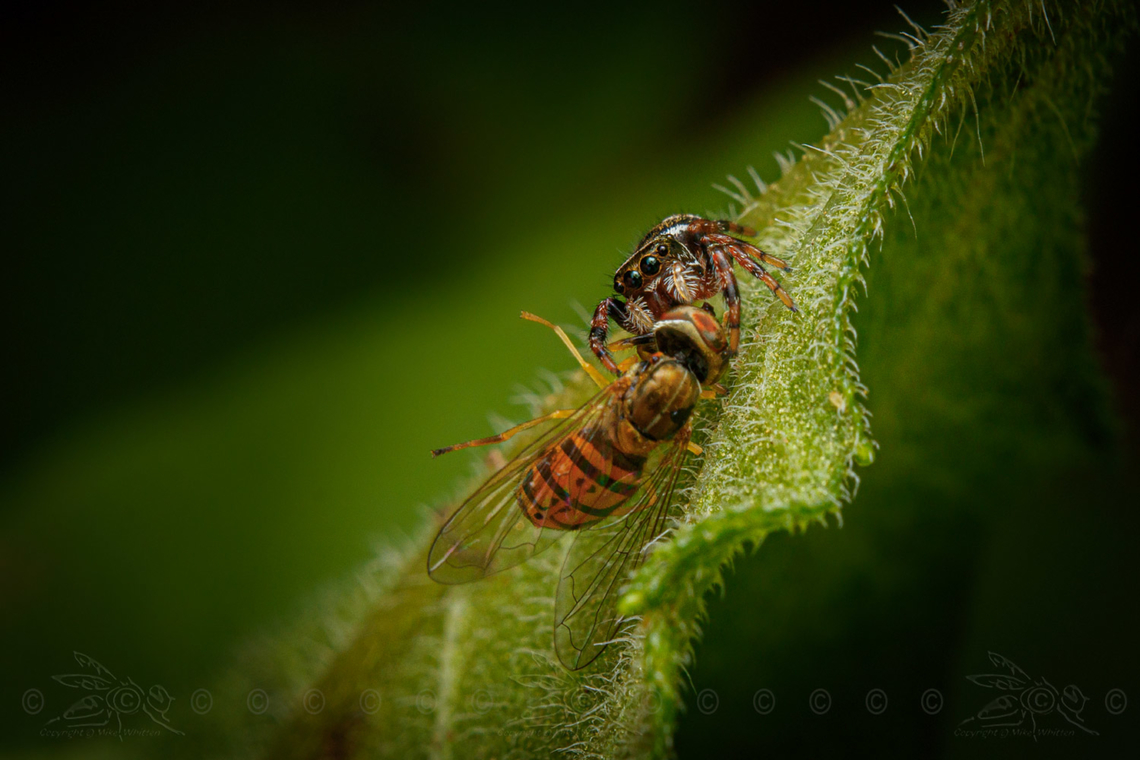 Phidippus clarus w/prey Brilliant Jumping Spider with prey (hoverfly)<br />
<br />
<figure class="photo"><a href="https://www.jungledragon.com/image/160654/phidippus_clarus_wprey.html" title="Phidippus clarus w/prey"><img src="https://s3.amazonaws.com/media.jungledragon.com/images/4526/160654_thumb.jpg?AWSAccessKeyId=05GMT0V3GWVNE7GGM1R2&Expires=1769040010&Signature=oAJk7w4RhVbIUpJb784%2FO4UDCZc%3D" width="200" height="134" alt="Phidippus clarus w/prey Brilliant Jumping Spider - Phidippus clarus with prey (hoverfly)<br />
<br />
https://www.jungledragon.com/image/160655/phidippus_clarus_wprey.html Brilliant Jumping Spider,Phidippus clarus,United States,hoverfly,prey" /></a></figure> Brilliant Jumping Spider,Phidippus clarus