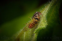 Phidippus clarus w/prey Brilliant Jumping Spider with prey (hoverfly)<br />
<br />
https://www.jungledragon.com/image/160654/phidippus_clarus.html Brilliant Jumping Spider,Phidippus clarus