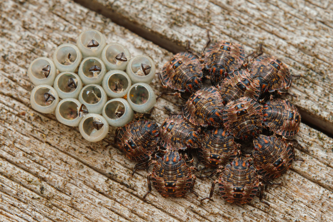 Genus Brochymena Rough Stink Bugs<br />
Genus Brochymena Genus Brochymena,Rough Stink Bugs