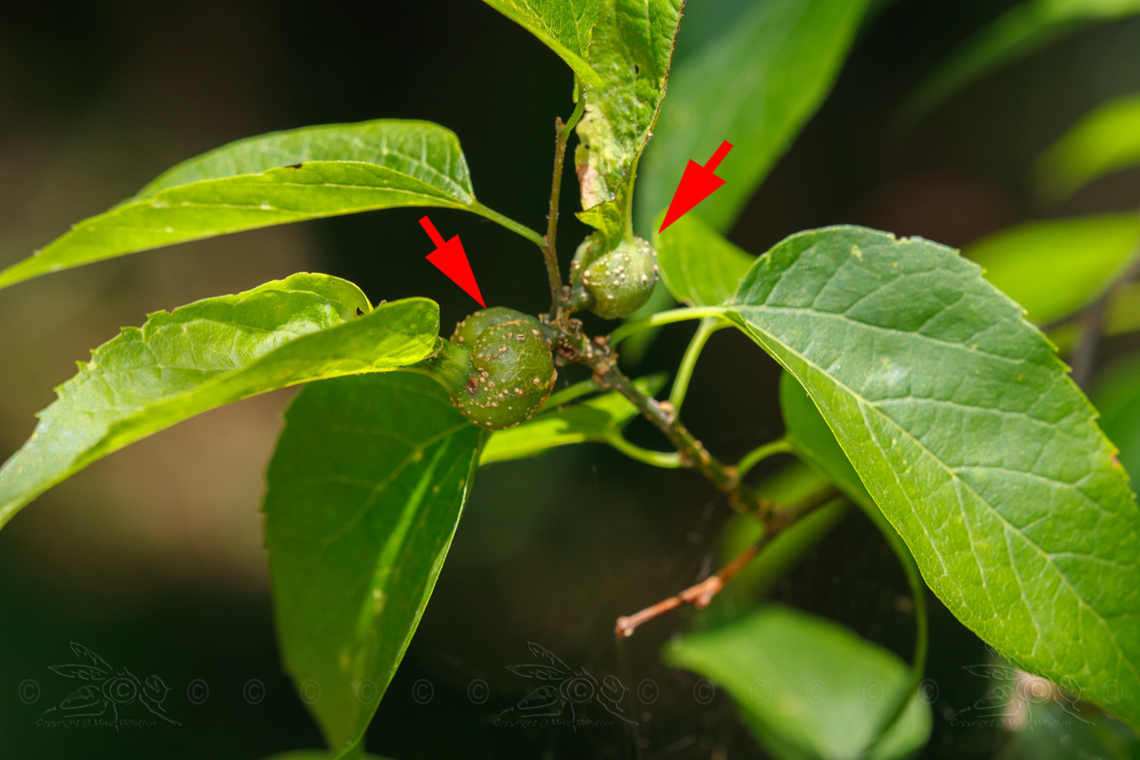 Pachypsylla venusta Hackberry Petiole Gall Psyllid Hackberry Petiole Gall Psyllid,Hackberry tree,Pachypsylla venusta,United States,gall
