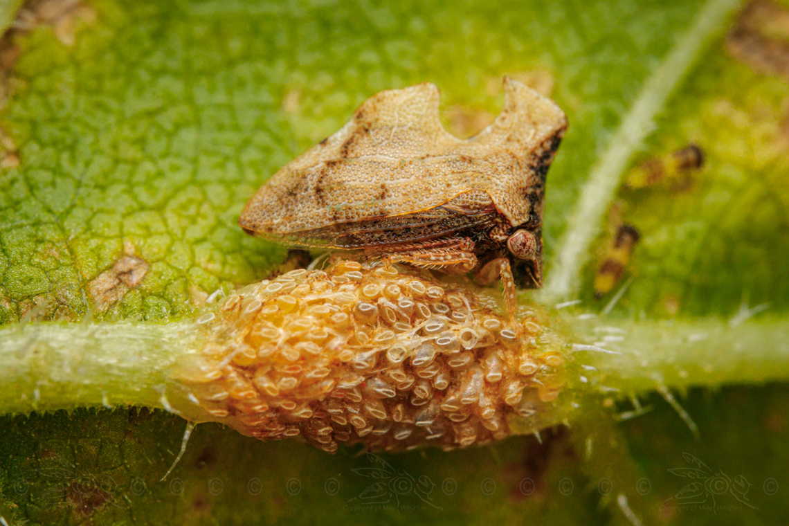 Entylia carinata Keeled Treehopper (Entylia carinata)<br />
 Entylia carinata,Keeled Treehopper