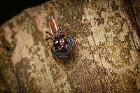 Colonus sylvanus Sylvan Jumping Spider (Colonus sylvanus)<br />
https://www.jungledragon.com/image/160745/colonus_sylvanus.html Colonus sylvanus,Sylvan Jumping Spider