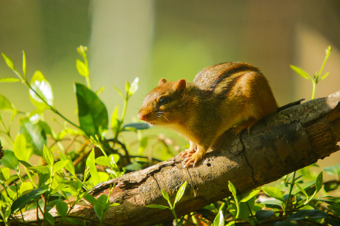 Tamias striatus Eastern chipmunk Eastern chipmunk,Tamias striatus