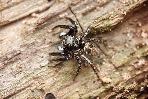 Anasaitis canosus Twin-flagged Jumping Spider  Anasaitis canosus,Twin-flagged Jumping Spider