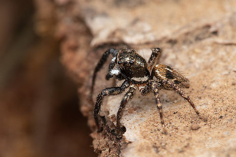 Anasaitis canosus Twin-flagged Jumping Spider
https://www.jungledragon.com/image/160742/anasaitis_canosus.html Anasaitis canosus,Twin-flagged Jumping Spider