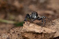 Anasaitis canosus Twin-flagged Jumping Spider (Anasaitis canosus)<br />
https://www.jungledragon.com/image/160741/anasaitis_canosus.html Anasaitis canosus,Twin-flagged Jumping Spider