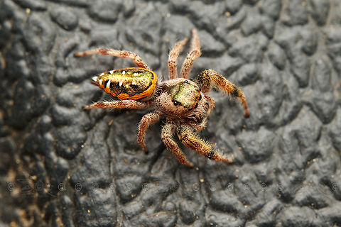 Paraphidippus aurantius Golden Jumping Spider

https://www.jungledragon.com/image/160744/paraphidippus_aurantius.html Golden Jumping Spider,Paraphidippus aurantius